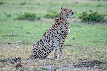 A cheetah rests in a green field, Masai Mara Reserve, Kenya