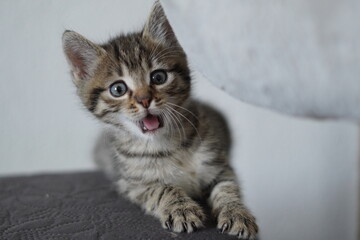 Kitten schaut verrückt beim gähnen