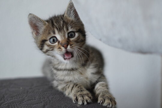 Kitten schaut verr&uuml;ckt beim g&auml;hnen