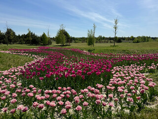 Tulips flower bed in spring park