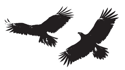 Obraz premium Eagles silhouette isolated in White background