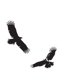Fototapeta premium Eagles silhouette isolated in White background