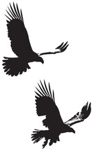 Eagles silhouette isolated in White background