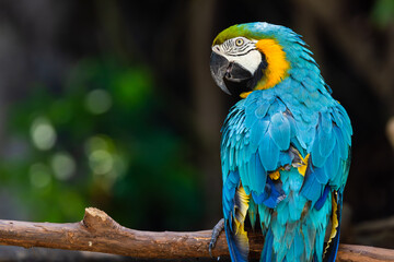 Happy bird, Macaw parrot bird smile catch on wood tree branch colorful tropical animal in the zoo.