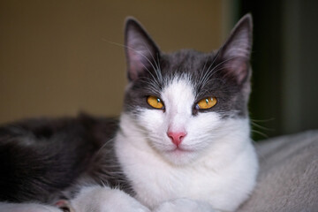 Cat, Portrait, White Close-up portrait of a grey and white cat with amber eyes.