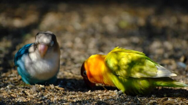 Lovebirds eating on the ground