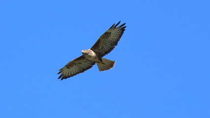 in cielo