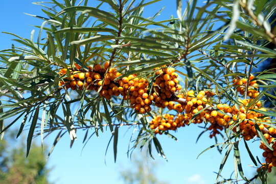 Sanddorn (Hippophae rhamnoides), Fasanenbeere, Haffdorn, Seedorn, &bdquo;Zitrone des Nordens&ldquo;, gesund, Essen, Beere, Frucht, Fr&uuml;chte, Obst, orange, Blatt, green, Himmel, blau