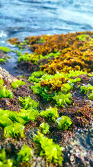 Coral with Green Moss on the Coast at Beach Taken as a Portrait