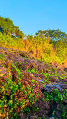 Fototapeta premium Coral with Green Moss on the Coast at Beach Taken as a Portrait