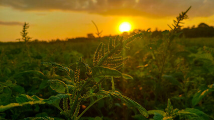 Beautiful Sunset With Green Leaf Taken in a Landscape Position
