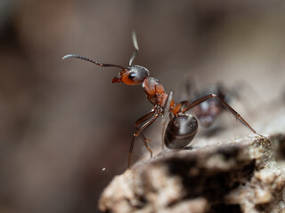Ants in close-up in their natural habitat
