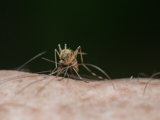 A close-up of a mosquito preparing to drink blood from a human body