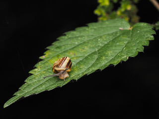 A small snail with a shell house crawls on a green leaf
