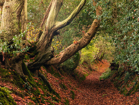 Wadhurst lane woodland holloway on the high weald near Battle high weald east Sussex south east England UK