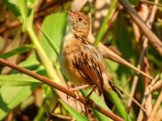 Golden-headed Cisticola (Cisticola exilis) in Australia
