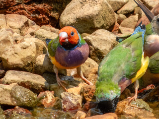 Gouldian Finch (Erythrura gouldiae) in Australia