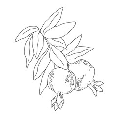 Vector drawing. Doodle. Ripe pomegranate fruits on a branch. Pomegranate on a tree. Outline drawing