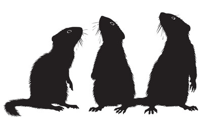 Fototapeta premium Ferrets silhouette isolated in White background
