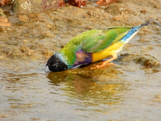 Gouldian Finch (Erythrura gouldiae) in Australia