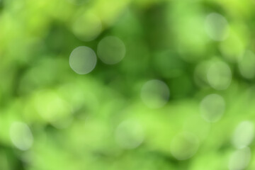 Obraz premium 緑の葉のタマぼけ