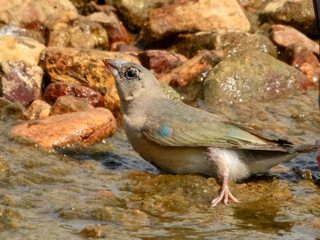 Gouldian Finch (Erythrura gouldiae) in Australia