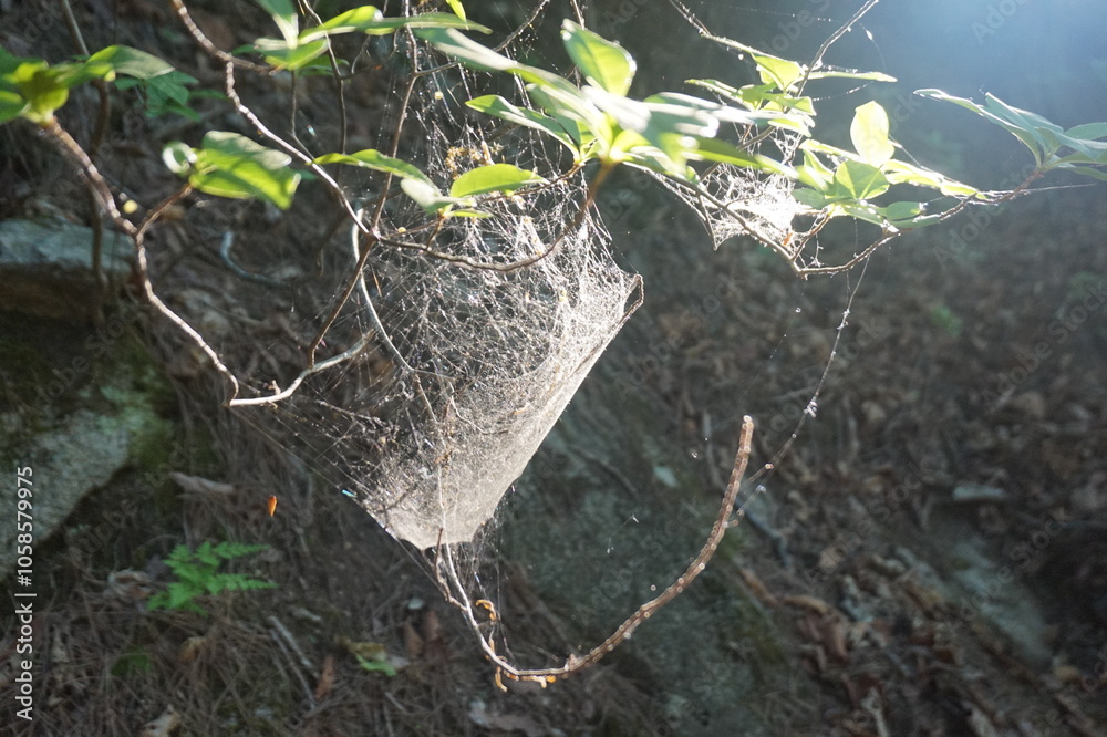 Wall mural spider web on a tree branch on a foggy day natural background. spider web stretched - intricate web 