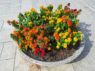 A lantana camara bush with yellow and orange flowers blooms in a stone pot on a city street.