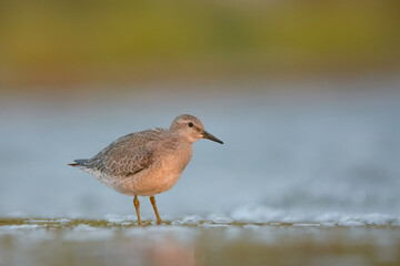 Red knot