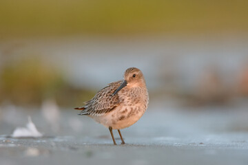 Dunlin 