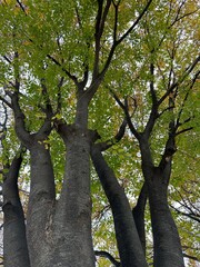 Obraz premium 나무 기둥과 나뭇잎