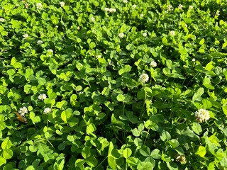 토끼풀