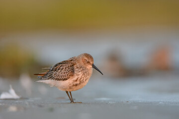 Dunlin 
