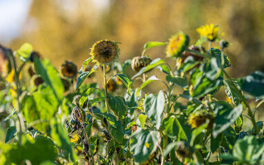 Slightly sad sunflowers in the fall.