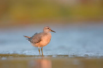 Red knot