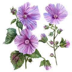 Watercolor of Mallow flower, isolated on a white background, Mallow vector