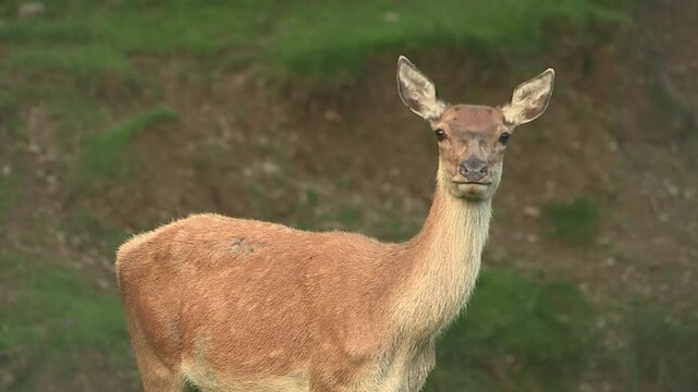 Red deer near Admont in Austria