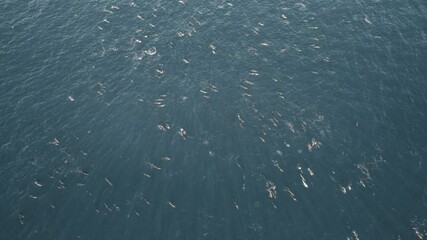 Top Down Aerial Over a Superpod of Common Dolphins in Clear Waters during the Sardine Run in South Africa