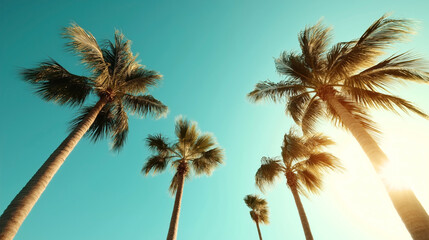 Low angle view of tall palm trees against a clear blue sky with sunlight filtering through the leaves, creating a tropical and serene atmosphere.