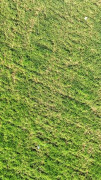 Vertical video of grass field - high quality aerial shot of grass with drone, grass texture and green meadow
