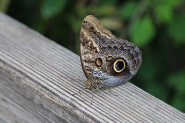 caligo eurilochus closeup