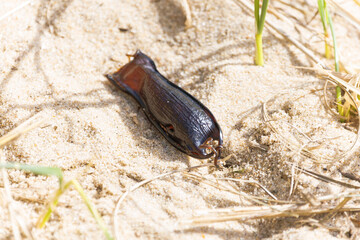 mermaids purse on beach