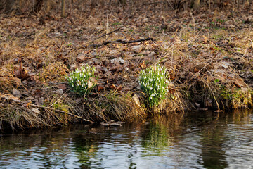 The first snowdrops bloom in February at a stream in Siebenbrunn
