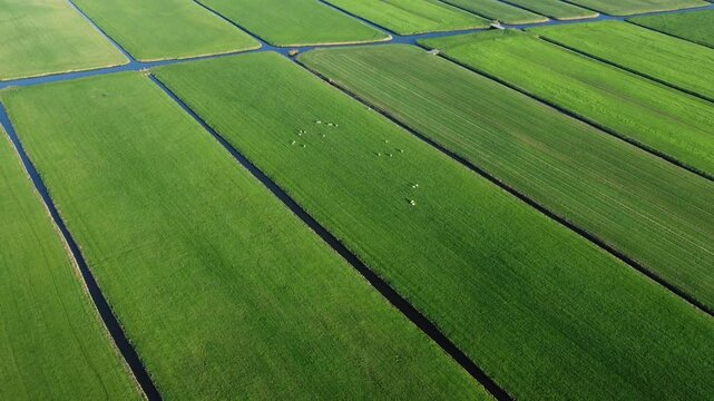 Wool coats gleam in morning light, clouds in the meadow, fluffy and white