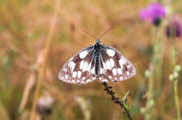 A checkerboard butterfly sits on a blue flowering thistle plant in the orchard meadows in Siebenbrunn near Augsburg, Germany