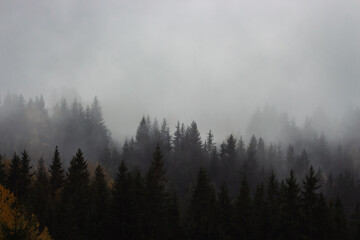 Foggy forest with pine trees in the mountains with copy space. Mist in autumn mountains. Tranquil...