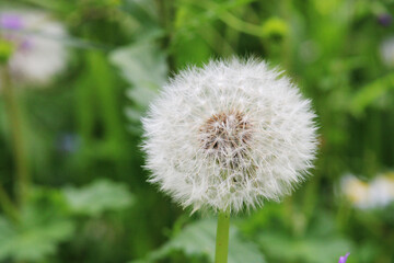 dandelion closeup
