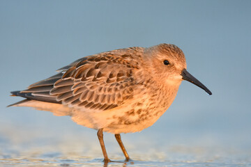 Dunlin 