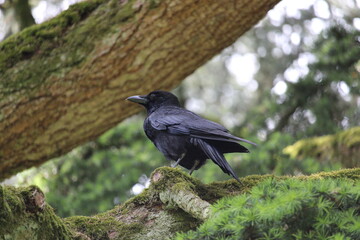 black crow sitting on a tree