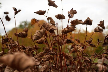 natural background with colored dry leaves selective focus. brown autumn fallen leaves